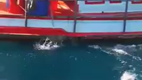 What This Angry Sailfish Want to Demonstrate,Lucky Divers Didn`t Get Hurt