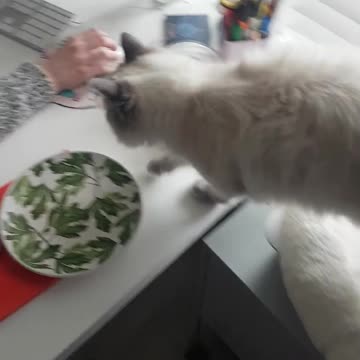 Cat Lies Down in Woman's Arms on Her Desk to Sleep While She Works From Home