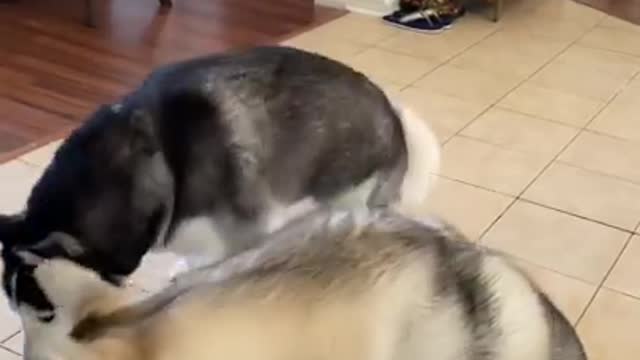 Huskies FREAK OUT After Owner VANISHES