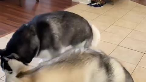 Huskies FREAK OUT After Owner VANISHES