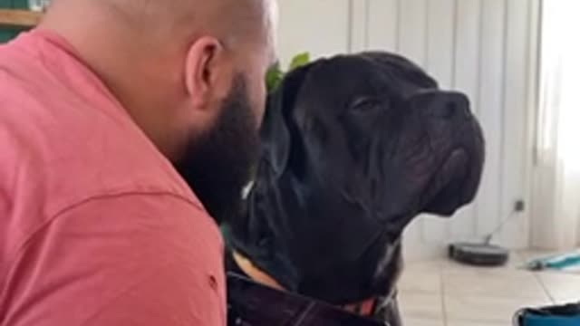 Stubborn Corso throws hilarious side-eye to owner