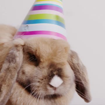 Baby Bunny Takes a Bath