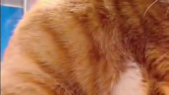 Cats and dogs _ cats meowing _ cats funny videos #shorts