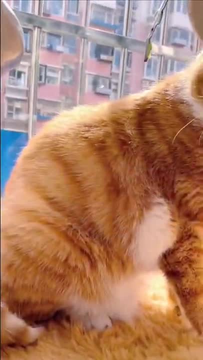 Cats and dogs _ cats meowing _ cats funny videos #shorts