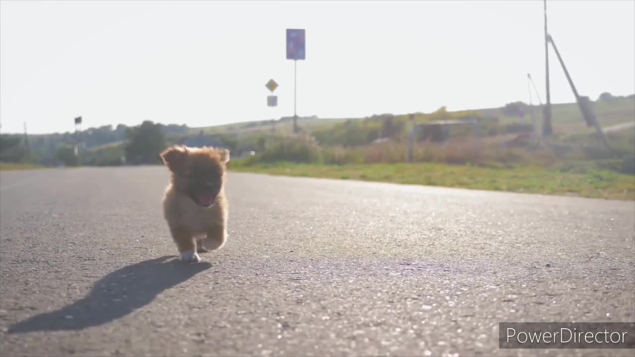 Slow motion dog drinks a loot of water!