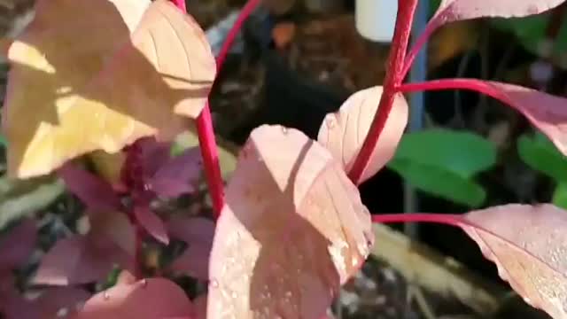 Pollinating an ancient grain