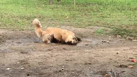Golden retriever rolls around in the mud