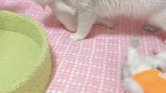 Cats animal home