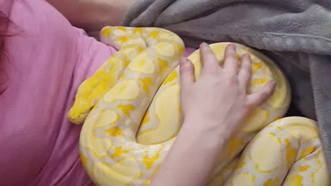 Snake Naps