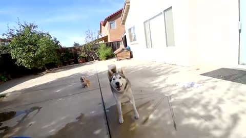 Siberian Husky's Reaction To Owner Drowning