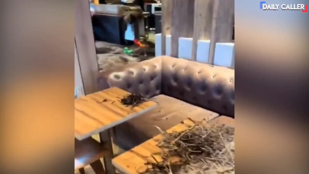 Farmers Dump Manure Inside McDonalds Restaurant