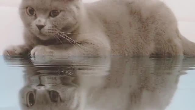 Haha, this style of special effects will have two cats