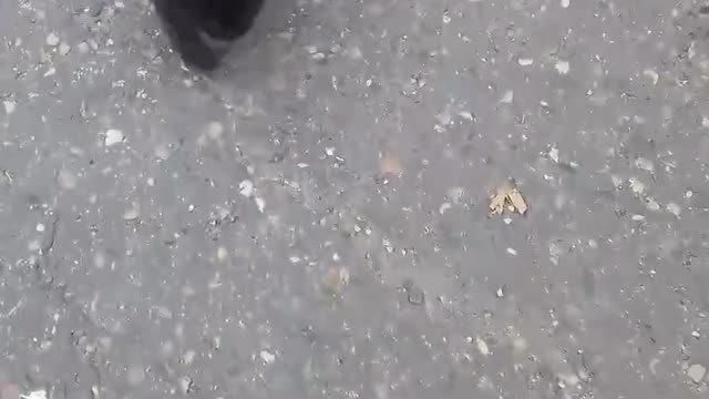 The cat is running after me, help hahaha