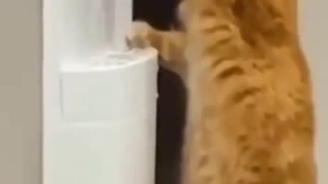 Lovely Funny Cats Playing very funny with dogs😂|| Try not