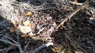 Happy Fire It Up Friday & Lunch In The Woods