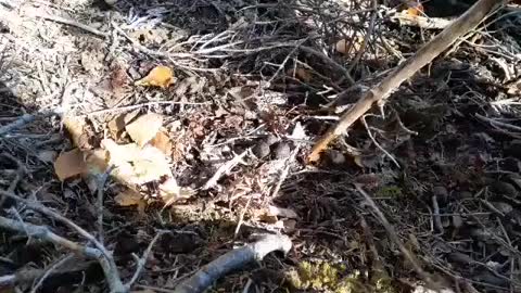 Happy Fire It Up Friday & Lunch In The Woods