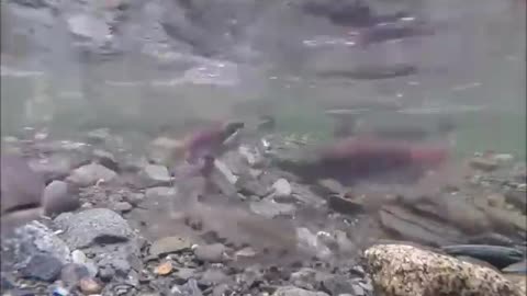 The Red Fish