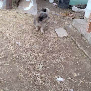 Пони И Рони