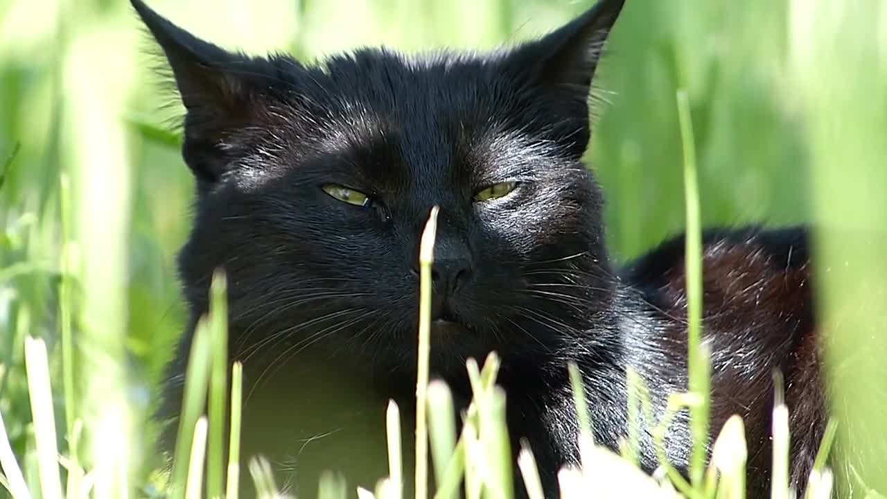 Black Beauty😸🐈....!!