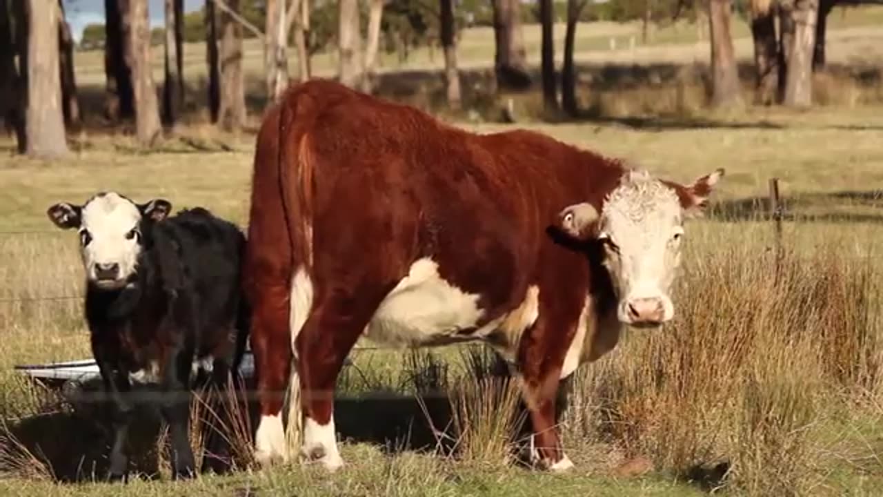 adorable sight that's going viral! 🐮🍼 Watch as