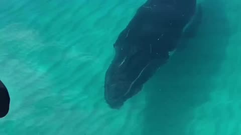 Whale passing by the beach