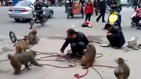 funny monkey biting men in the funny show on the road