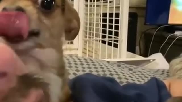 Dog doesn't want to share human with her siblings!