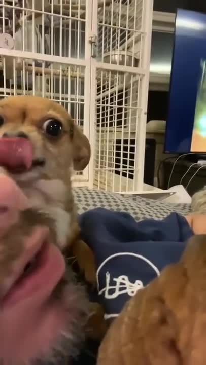 Dog doesn't want to share human with her siblings!