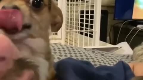 Dog doesn't want to share human with her siblings!