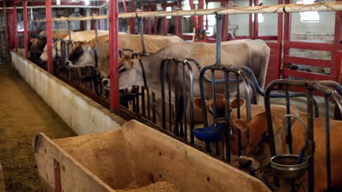 Barn full of cows eating