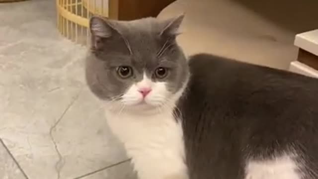 Funny cat and dog videos | Cute animals