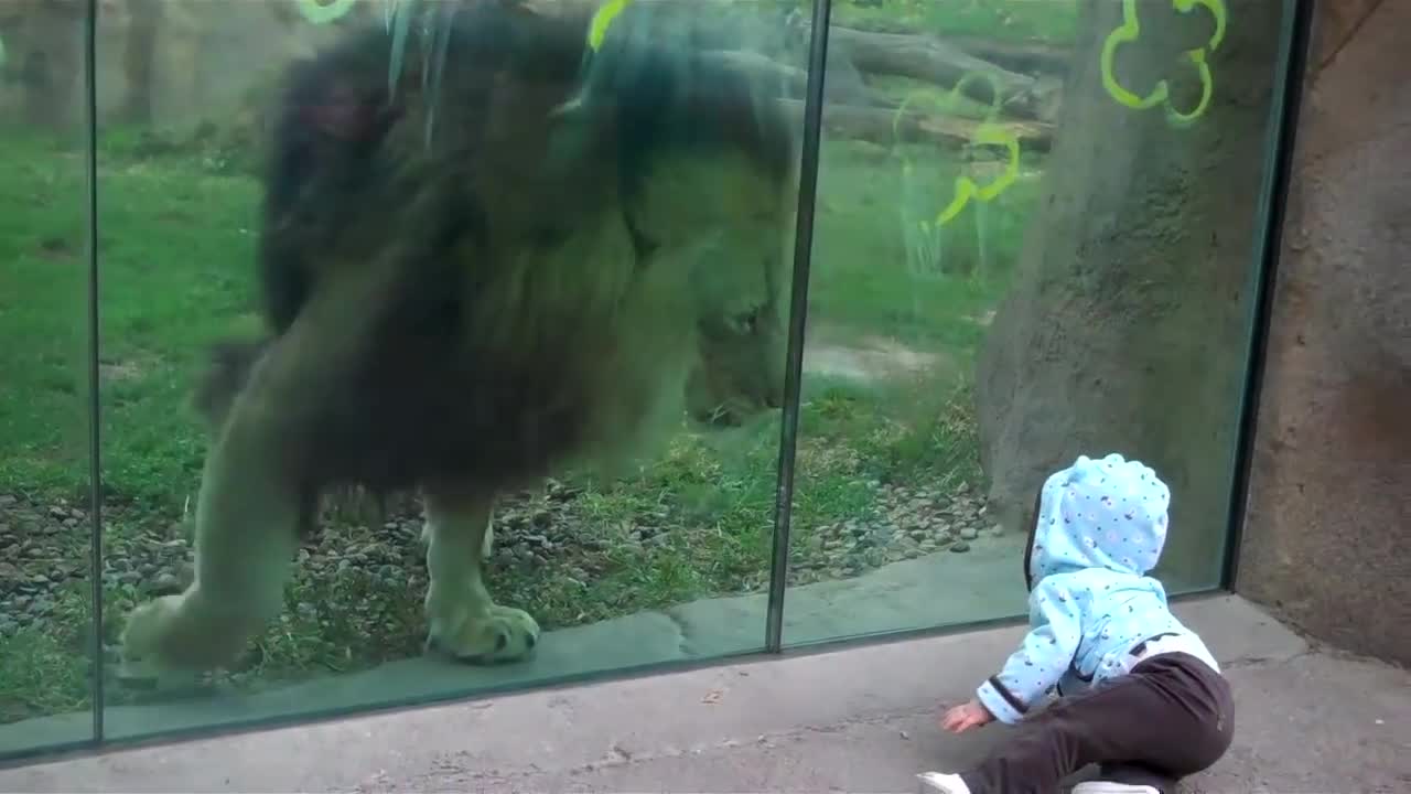 Lion is very excited to attack on baby so he trying hard