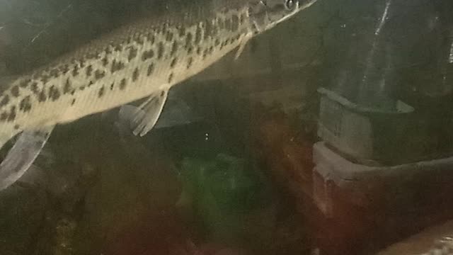 Monster Fish Alligator Gar