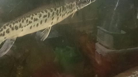 Monster Fish Alligator Gar