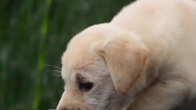 Lovely dog video