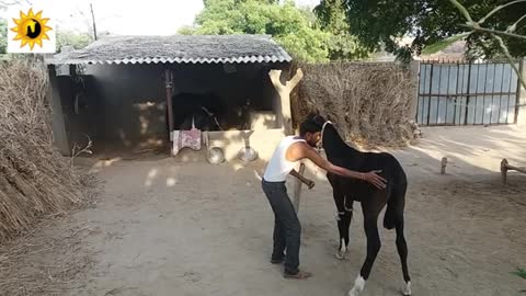 horse training baby horse videk