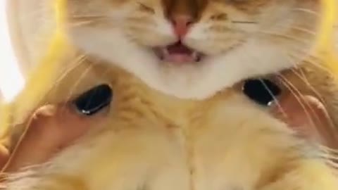 Cute Cat Funny Video