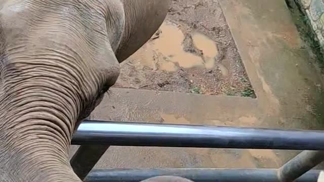 The elephant’s trunk is as flexible as a hand