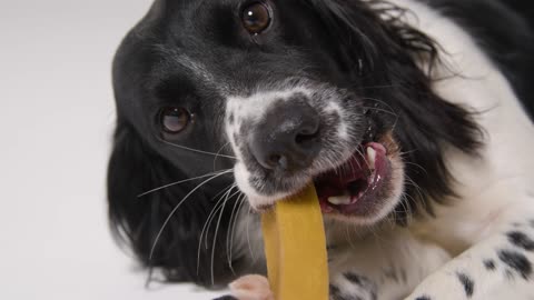 Close Up of Dog Eating Treat