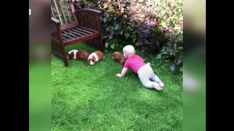 Cute Baby See GUINEA PIGS FOR THE FIRST TIME