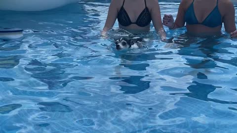 Cute Chihuahua going to a quick swim