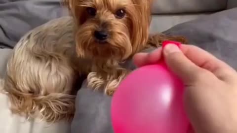 The dog inflated the balloon with his gas