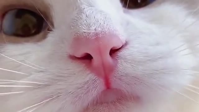 Best Cat video in 2022