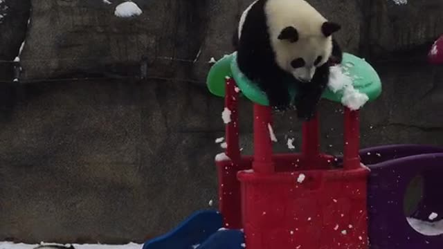 The naughty giant panda