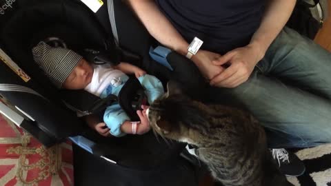 Babies and cats greet each other