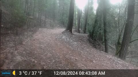 Mountain Lions - Early Morning Stroll
