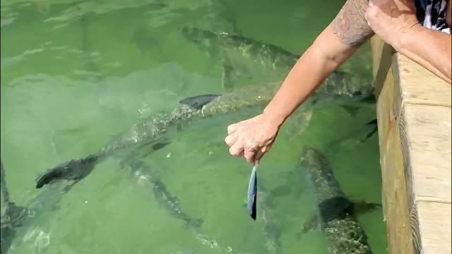 Tarpon Feeding Freaks Out Wife