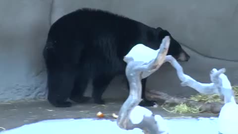 black bear 🐻 walking exiting video