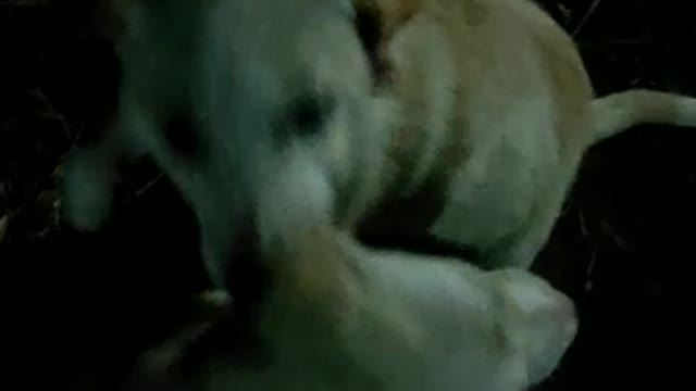 Cute Street Dogs baby Fighting