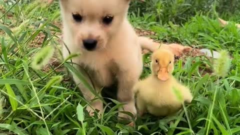 The dog takes the duck